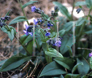 Picture of Pulmonaria angustifolia 'Mawson's Variety'