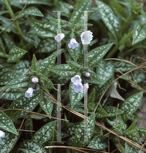 Picture of Pulmonaria longifolia 'Roy Davidson'