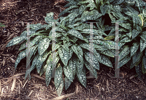 Picture of Pulmonaria longifolia 'Roy Davidson'