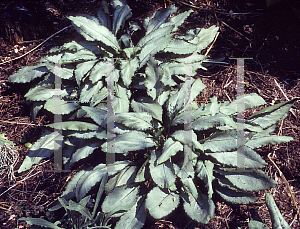 Picture of Pulmonaria x 'Silver Streamers'