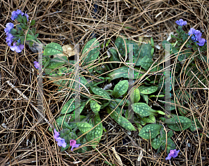 Picture of Pulmonaria saccharata 'Smokey Blue'