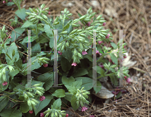 Picture of Pulmonaria montana 'Bowles Red'