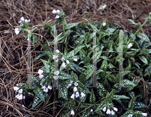 Picture of Pulmonaria saccharata 'Mrs. Moon'