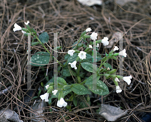 Picture of Pulmonaria officinalis 'White Wings'