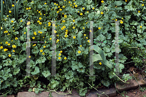 Picture of Ranunculus repens 'Flore Pleno'