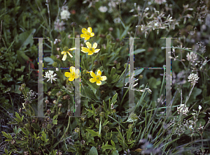 Picture of Ranunculus victoriensis 