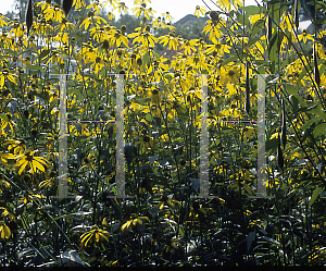 Picture of Ratibida pinnata 