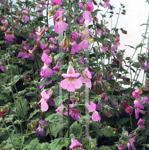 Picture of Rehmannia angulata 