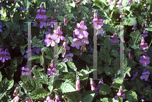 Picture of Rehmannia elata 