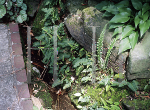 Picture of Cheilanthes argentea 