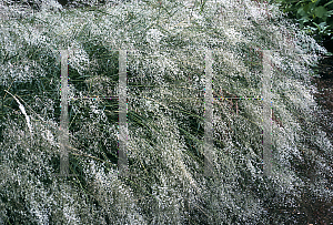 Picture of Melinus repens 