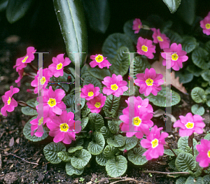 Picture of Primula x pruhonicensis 'Theodora'