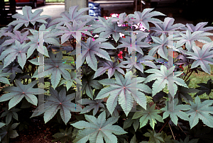 Picture of Ricinus communis 'Impala'