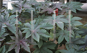 Picture of Ricinus communis 'Zanzibariensis'