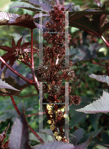 Picture of Ricinus communis 