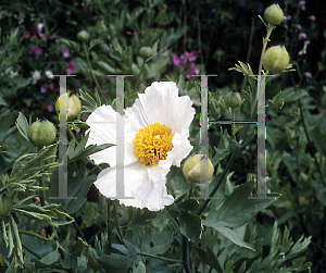 Picture of Romneya coulteri 