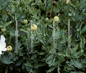 Picture of Romneya coulteri 