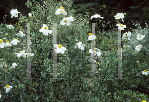 Picture of Romneya coulteri var. trichocalyx 