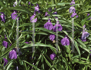 Picture of Roscoea purpurea 