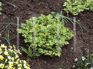 Picture of Ranunculus repens 'Susan's Song'