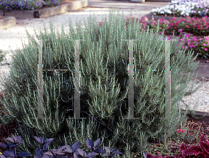 Picture of Rosmarinus officinalis 'Athens Blue Spire'