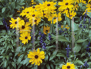 Picture of Rudbeckia hirta 'Indian Summer'