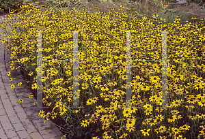 Picture of Rudbeckia fulgida var. fulgida 