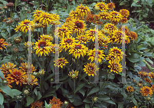 Picture of Rudbeckia hirta 'Cherokee Sunset'