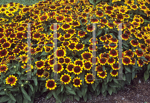 Picture of Rudbeckia hirta 'Cordoba'