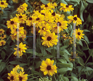 Picture of Rudbeckia hirta 'Goldilocks'