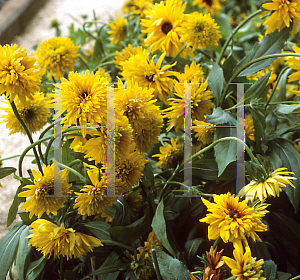 Picture of Rudbeckia hirta 'Double Gold'