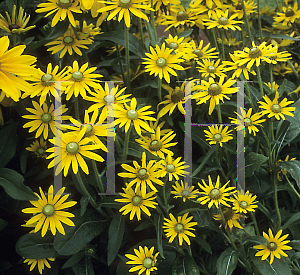 Picture of Rudbeckia hirta 'Irish Eyes'