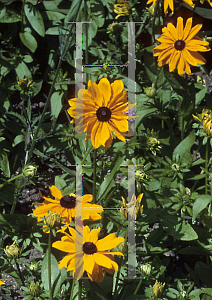 Picture of Rudbeckia hirta 'Marmalade'