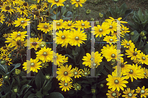 Picture of Rudbeckia hirta 'Irish Eyes'