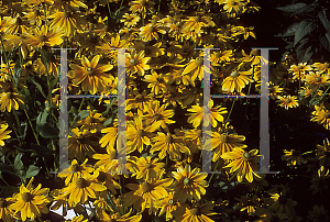 Picture of Rudbeckia hirta 'Prairie Sun'