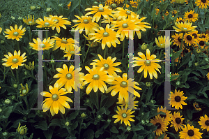 Picture of Rudbeckia hirta 'Prairie Sun'