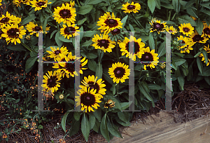 Picture of Rudbeckia hirta 'Sonora'