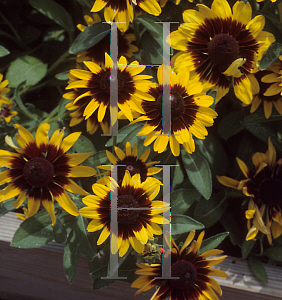 Picture of Rudbeckia hirta 'Sonora'