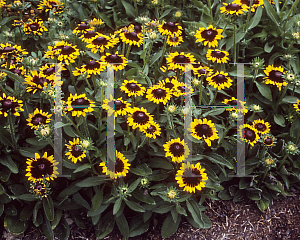 Picture of Rudbeckia hirta 'Sonora'