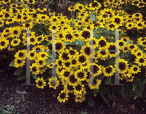 Picture of Rudbeckia hirta 'Spotlight'