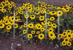 Picture of Rudbeckia hirta 'Summer Light'