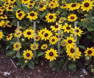 Picture of Rudbeckia hirta 'Summer Light'