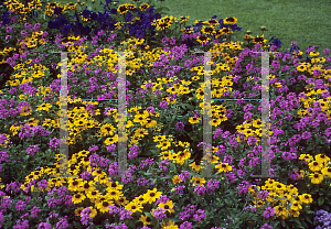 Picture of Rudbeckia hirta 'Toto'