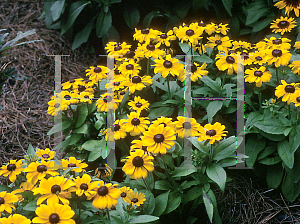 Picture of Rudbeckia hirta 'Toto'