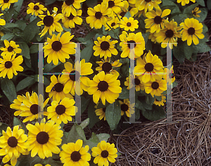 Picture of Rudbeckia hirta 'Toto'