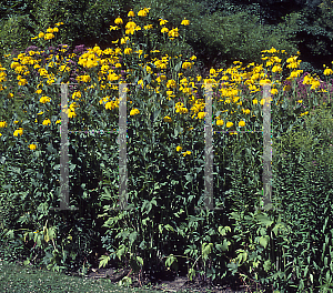 Picture of Rudbeckia nitida 