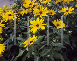 Picture of Rudbeckia hirta 'Indian Summer'