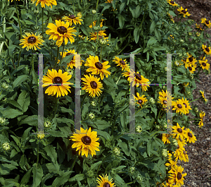 Picture of Rudbeckia hirta 'Goldilocks'