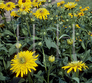 Picture of Rudbeckia hirta 'Double Gold'