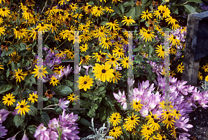 Picture of Rudbeckia hirta 'Indian Summer'